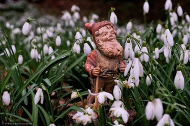Close view of garden gnome in flower bed