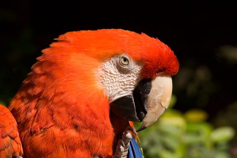 Parrot