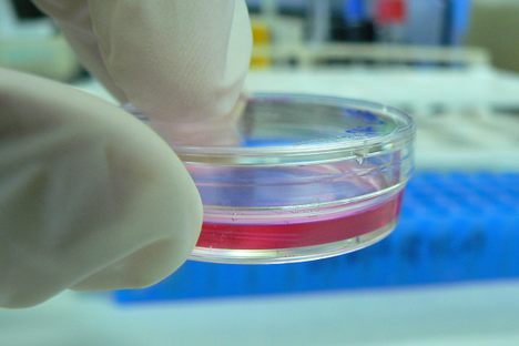 Scientists Grow 2-Week-Old Human Embryo Outside of Womb For First Time