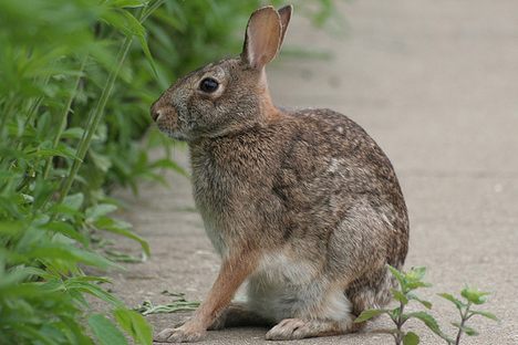 A Cottontail Quandary: Chicago's Rabbit Problem
