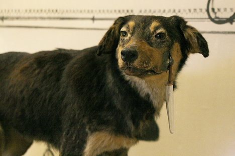 One of pavlov dog