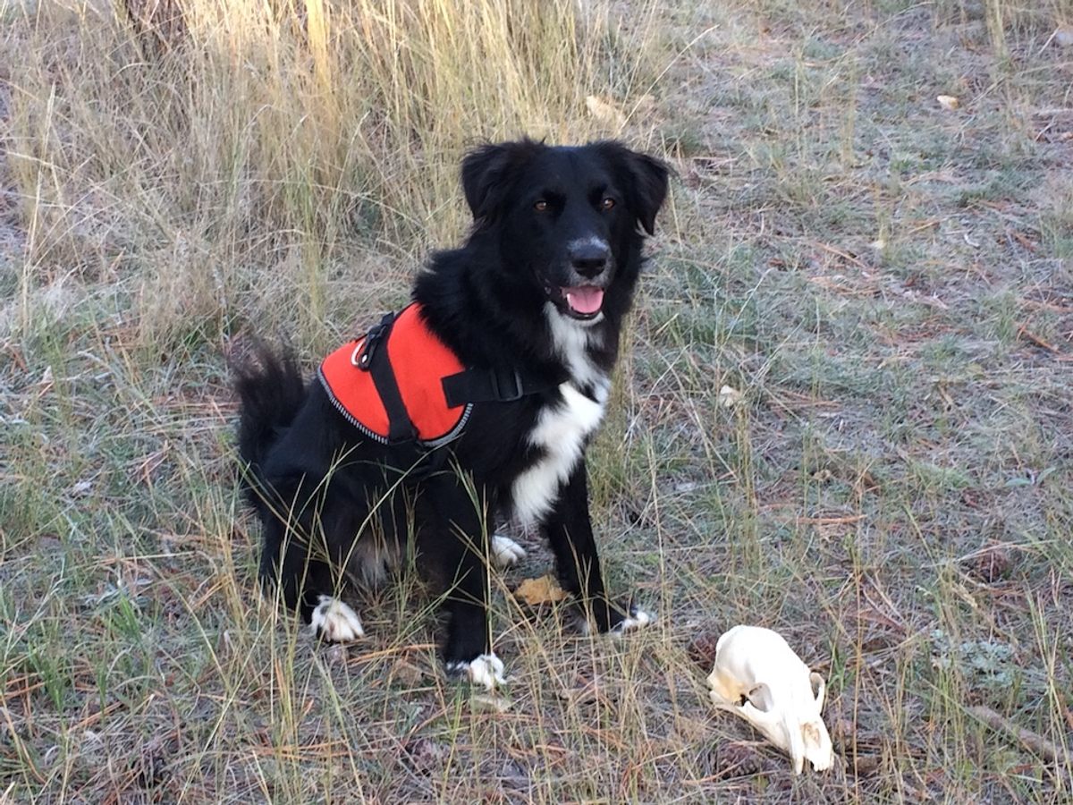 In Montana, archaeology dog Dax sits beside a bear skull she has successfully found in a training session.