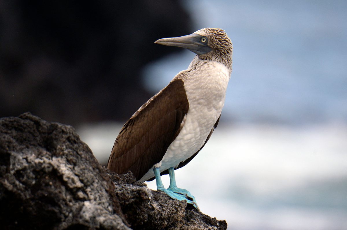 A blue-footed booby sits on a rock in Floreana Island.