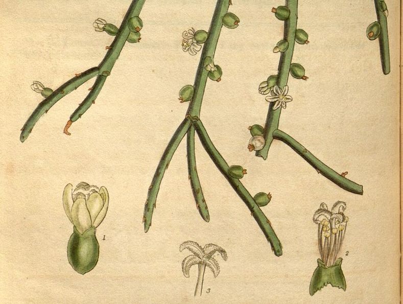 Detail from an 1831 illustration of Rhipsalis baccifera.