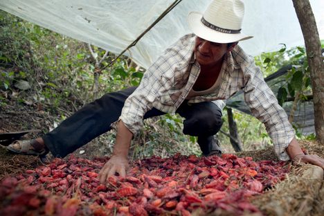 Julián Isidro’s father, Robustiano Isidro Dominguez, rotates pasillas above a heat source.