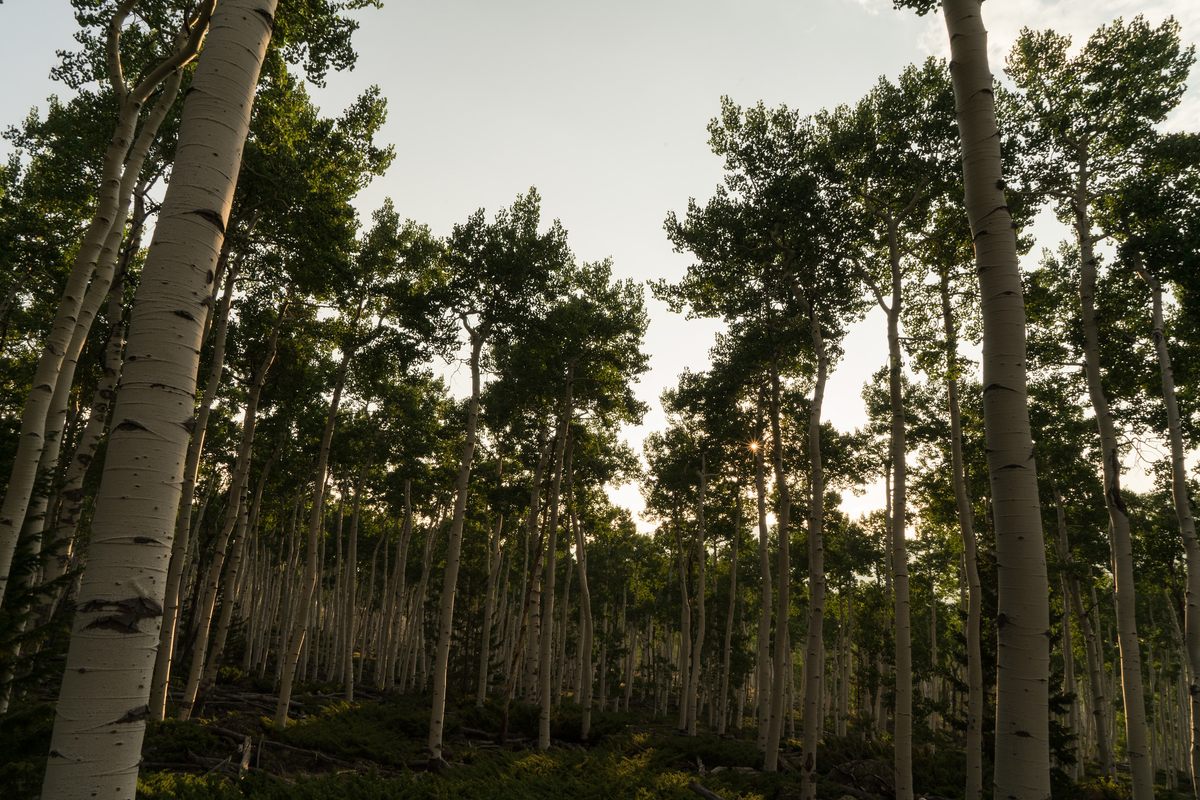 Pando has survived disease, hunting, and colonization.