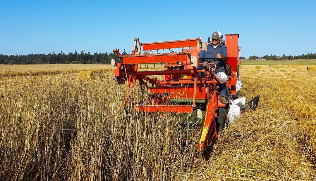 Bread Lab plant breeder Steve Lyon hard at work harvesting Salish Blue wheat.