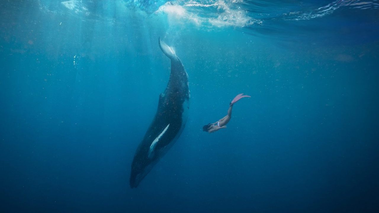 A woman diving in the ocean next to a large whale.