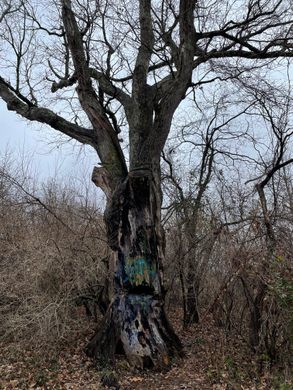 Devil's Tree – Bernards Township, New Jersey - Atlas Obscura