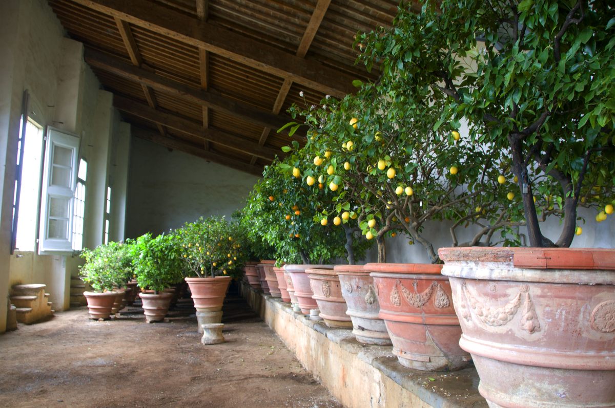 Citrus trees line the interior of one of the garden's buildings, where they are kept safe from the winter.