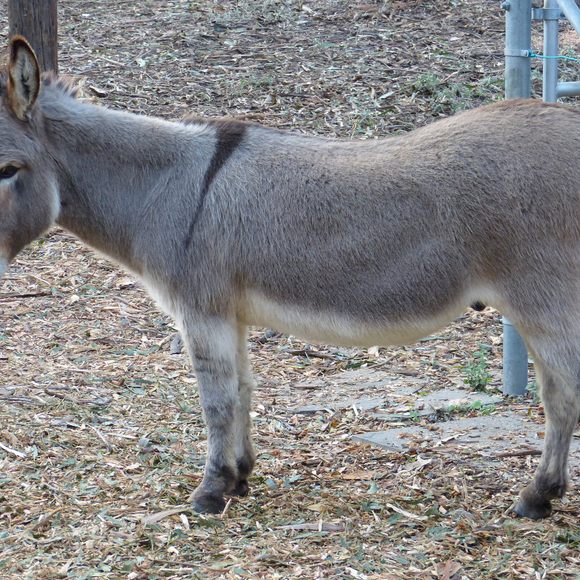 The Donkeys of Barron Park – Palo Alto, California - Atlas Obscura