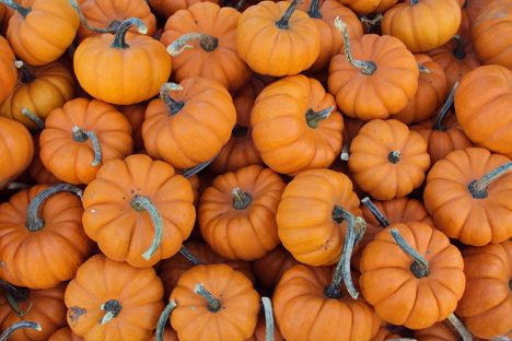 Here Are Some of the World's Most Delightful 'Pumpkins'