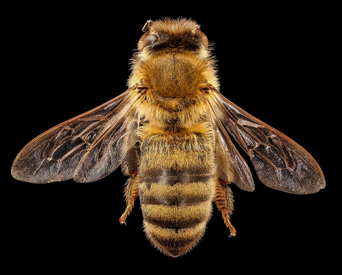 Of 20,000 species of bees, only four make honey.