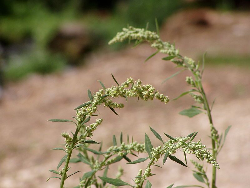 Chenopodium album