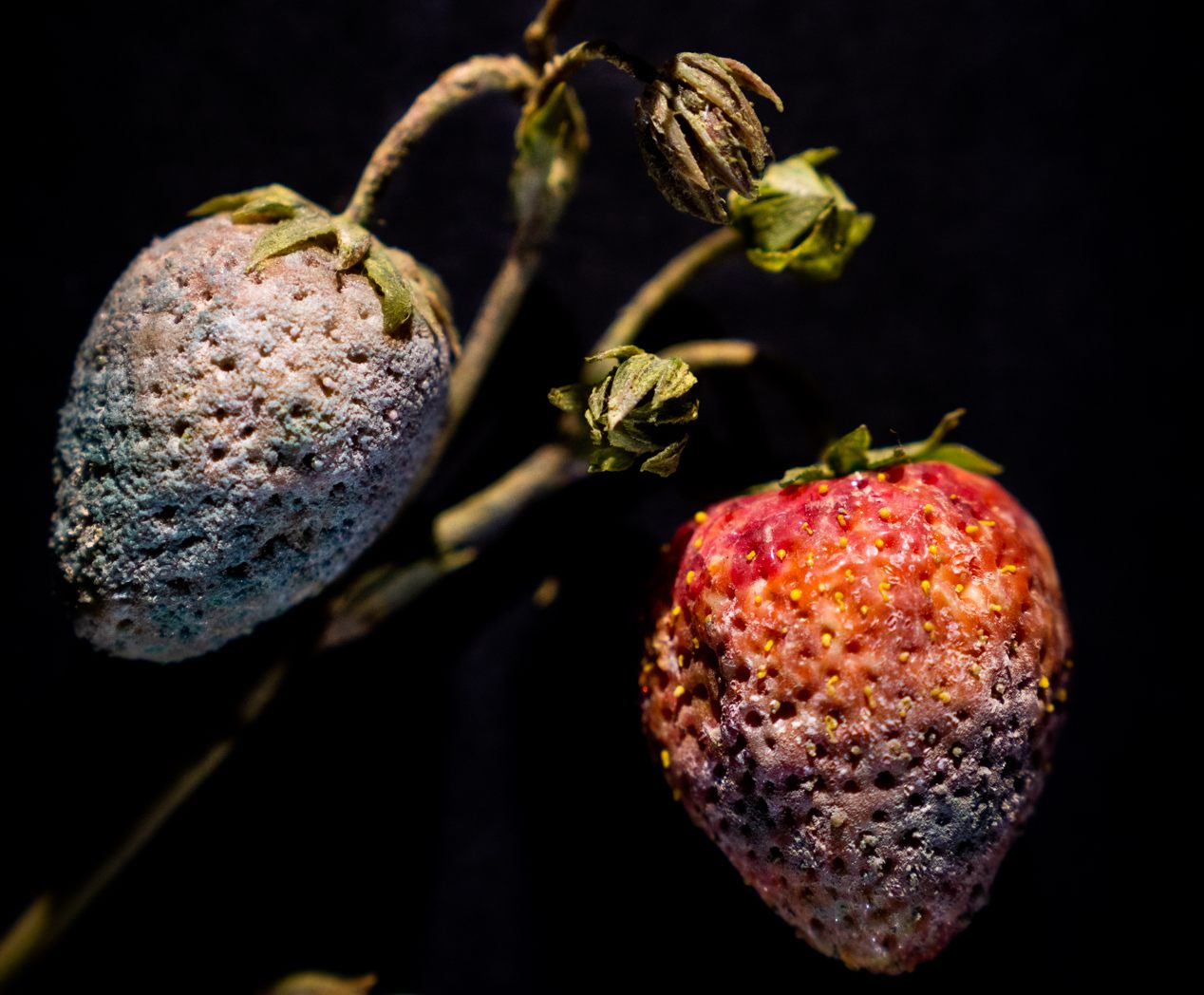 Glass strawberries, or <em>Fragaria</em>, gone white with imitation <em>Penicillium</em>.