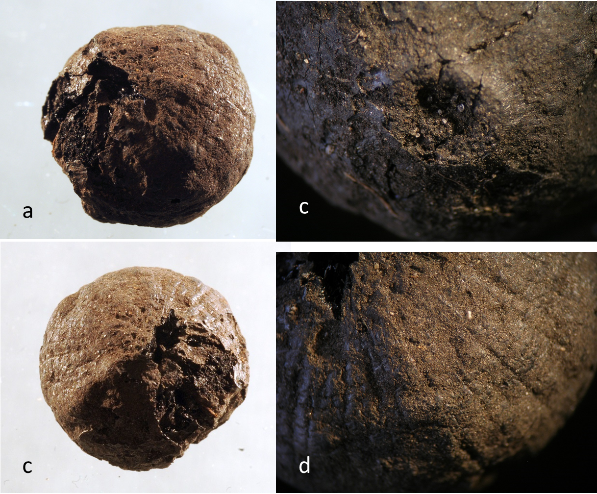 At first, archaeologists believed the object to be a nut, it is really a burnt onion.
