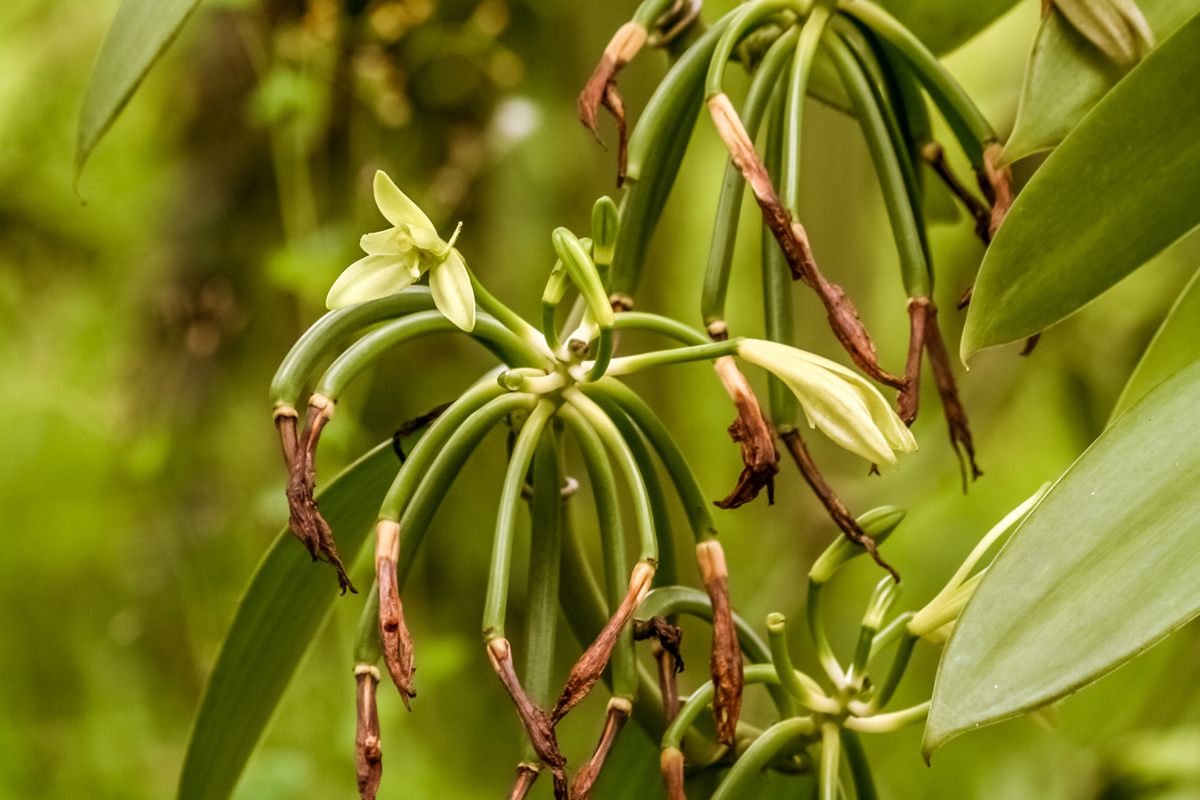 The whole history of Madagascar vanilla