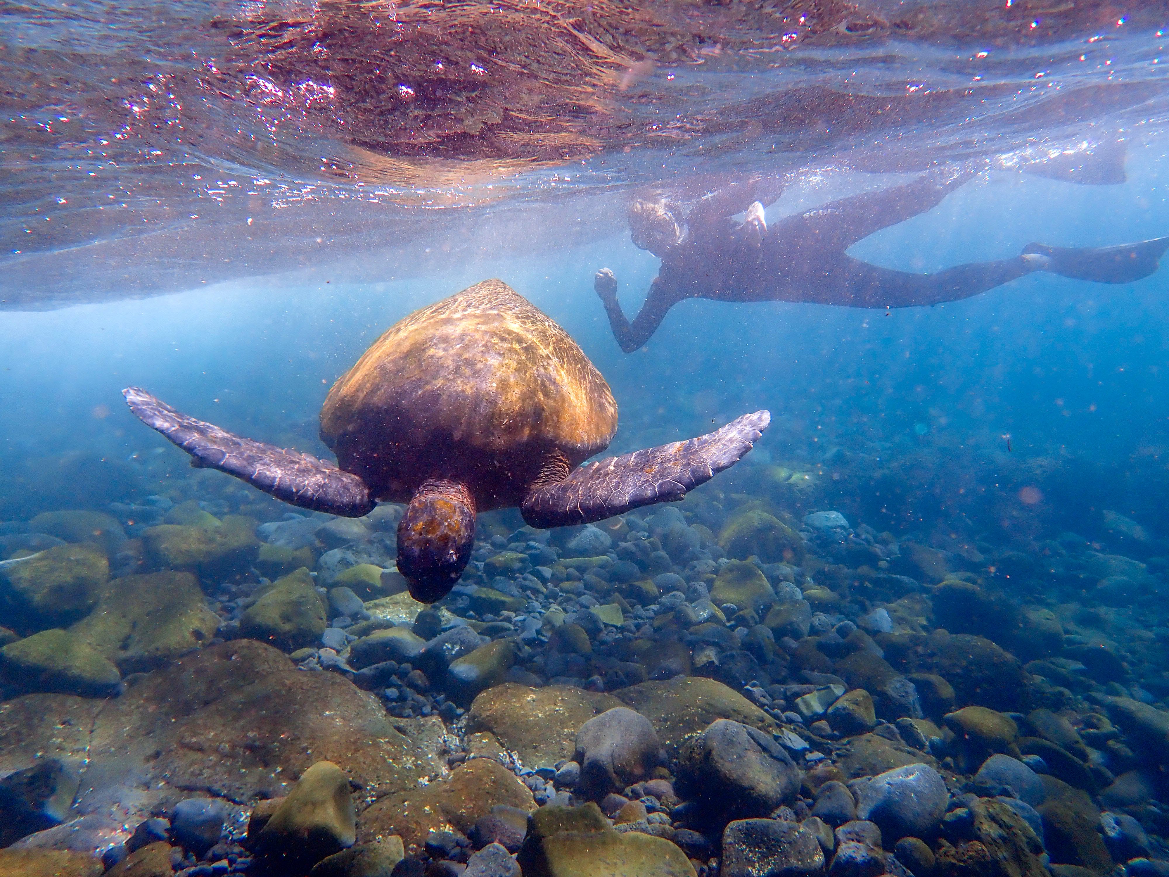 Snorkeling among the Galápagos' wildlife. 