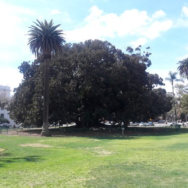The fig tree.