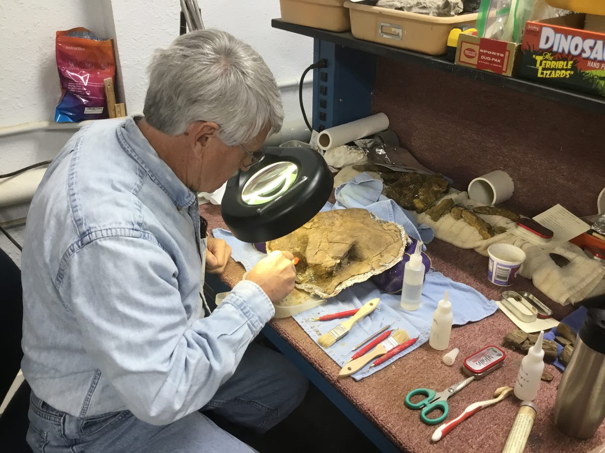 "Bone Buddy" Don Smith prepares part of a Late Cretaceous turtle fossil.