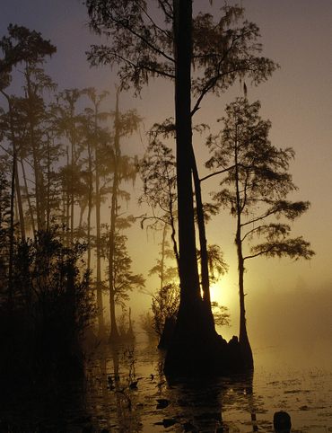 https://commons.wikimedia.org/wiki/File:Okefenokee_national_wildlife_refuge_Georgia.jpg