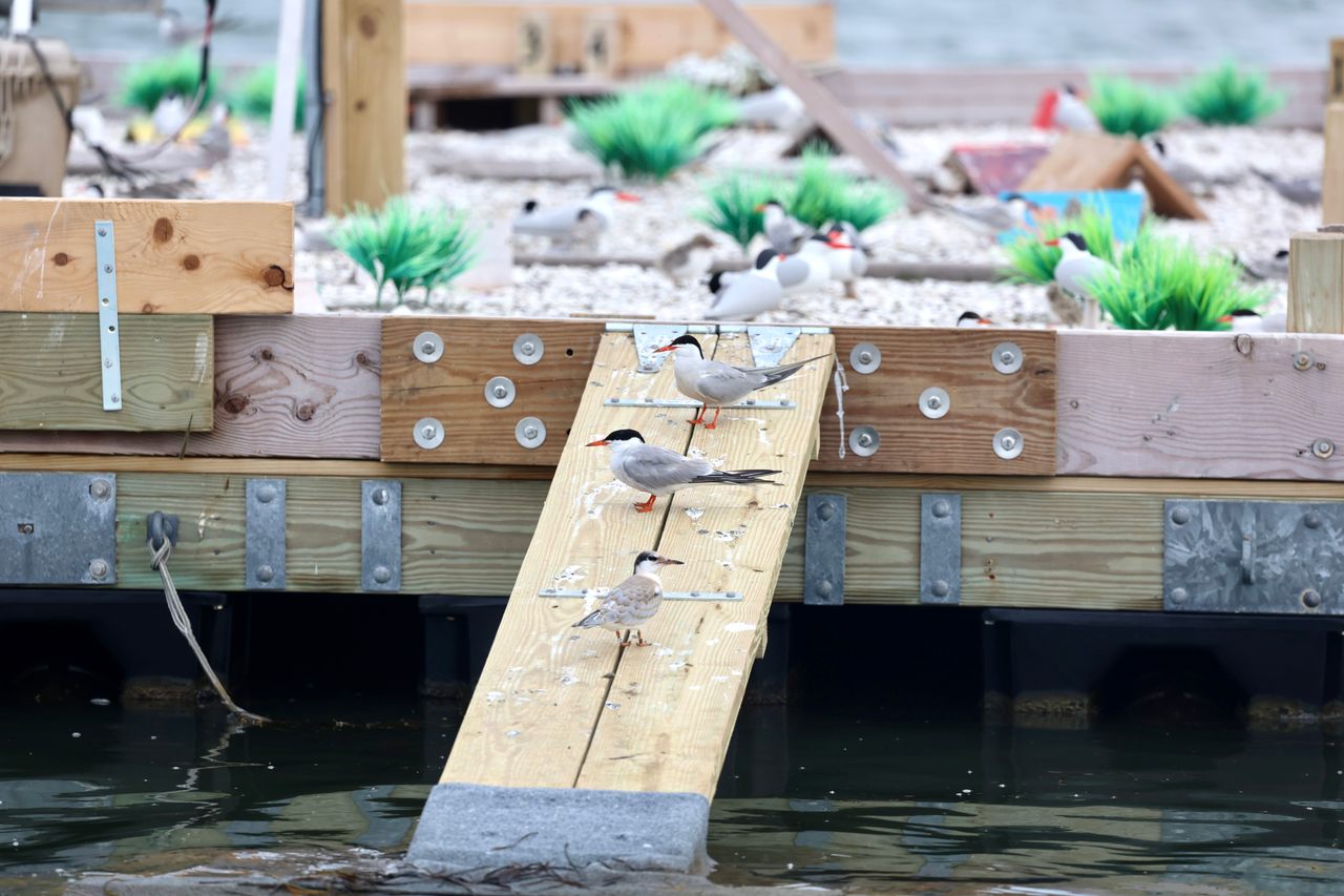 The common tern had become rather uncommon on Maryland's coast—until researchers and conservationists gave the bird, listed as endangered in the state, a literal life raft.