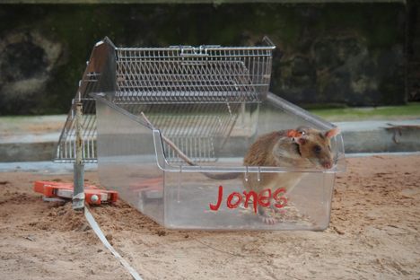 A mine-sniffing rat 