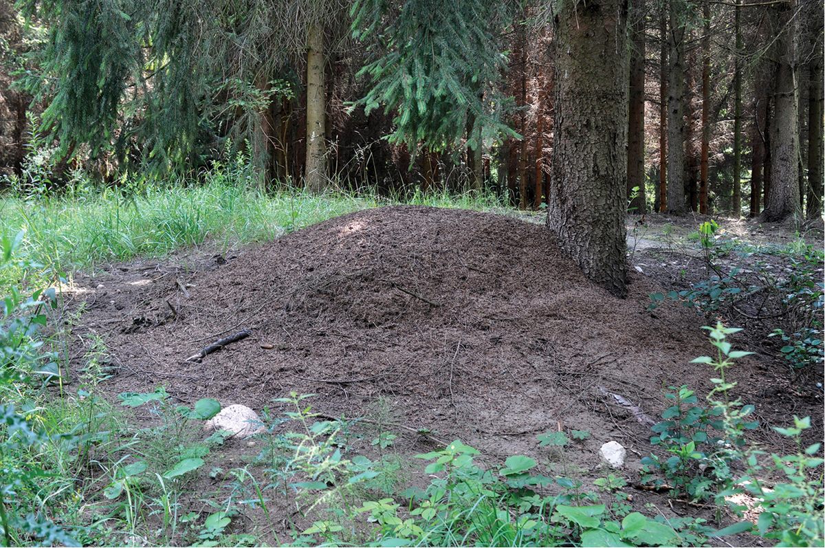 Life is easy, comparatively, for ants that stay in the colony above ground.