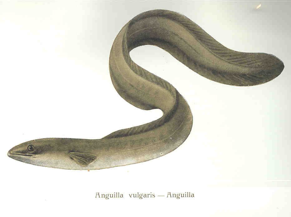 An artist's rendering of a European eel.