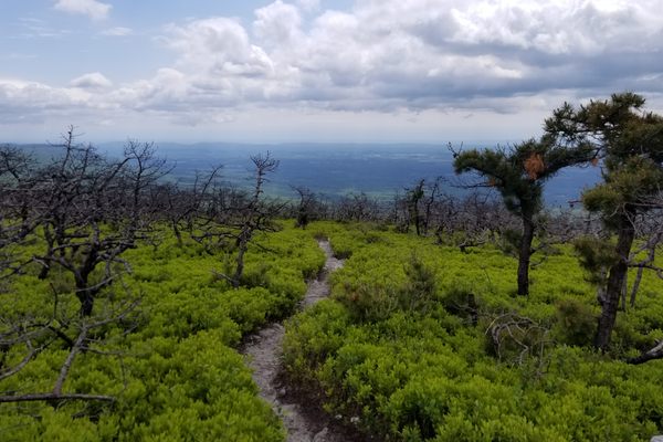 Low shrubs influenced by cave microclimate.