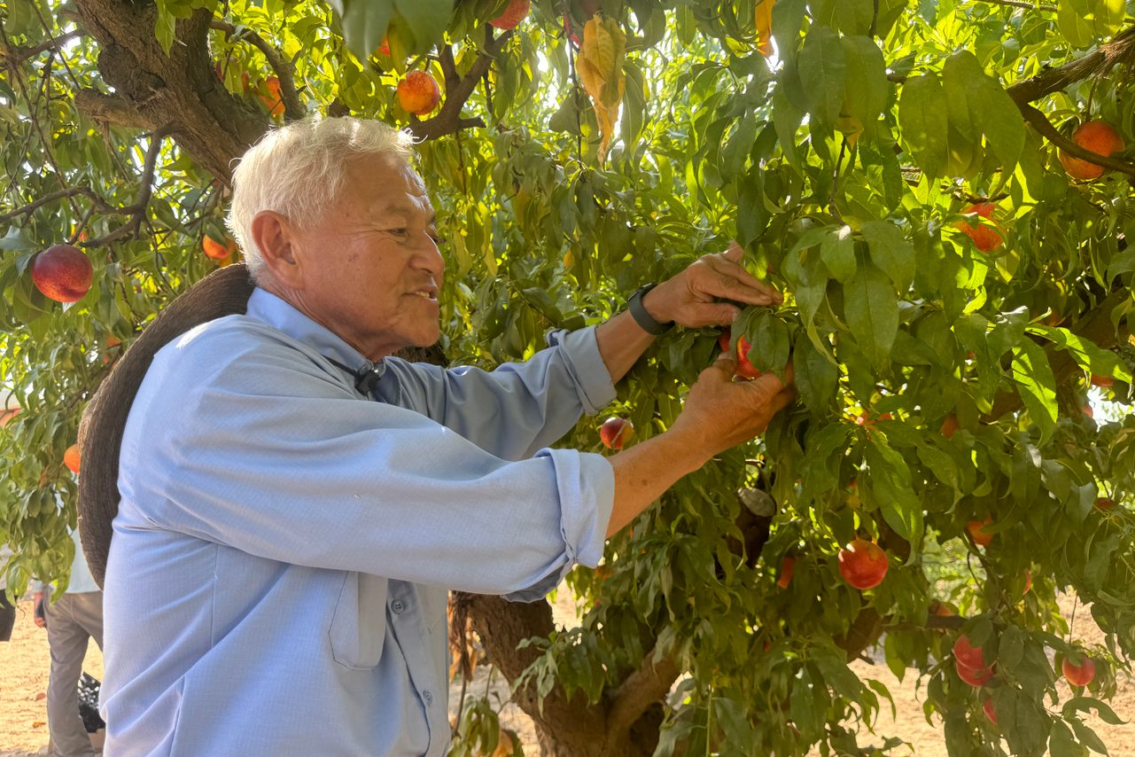 Inside the Japanese-American Farm Preserving Endangered Fruit