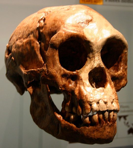 A cast of a <em>Homo floresiensis</em> skull.