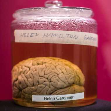 大脑的海伦汉密尔顿园丁