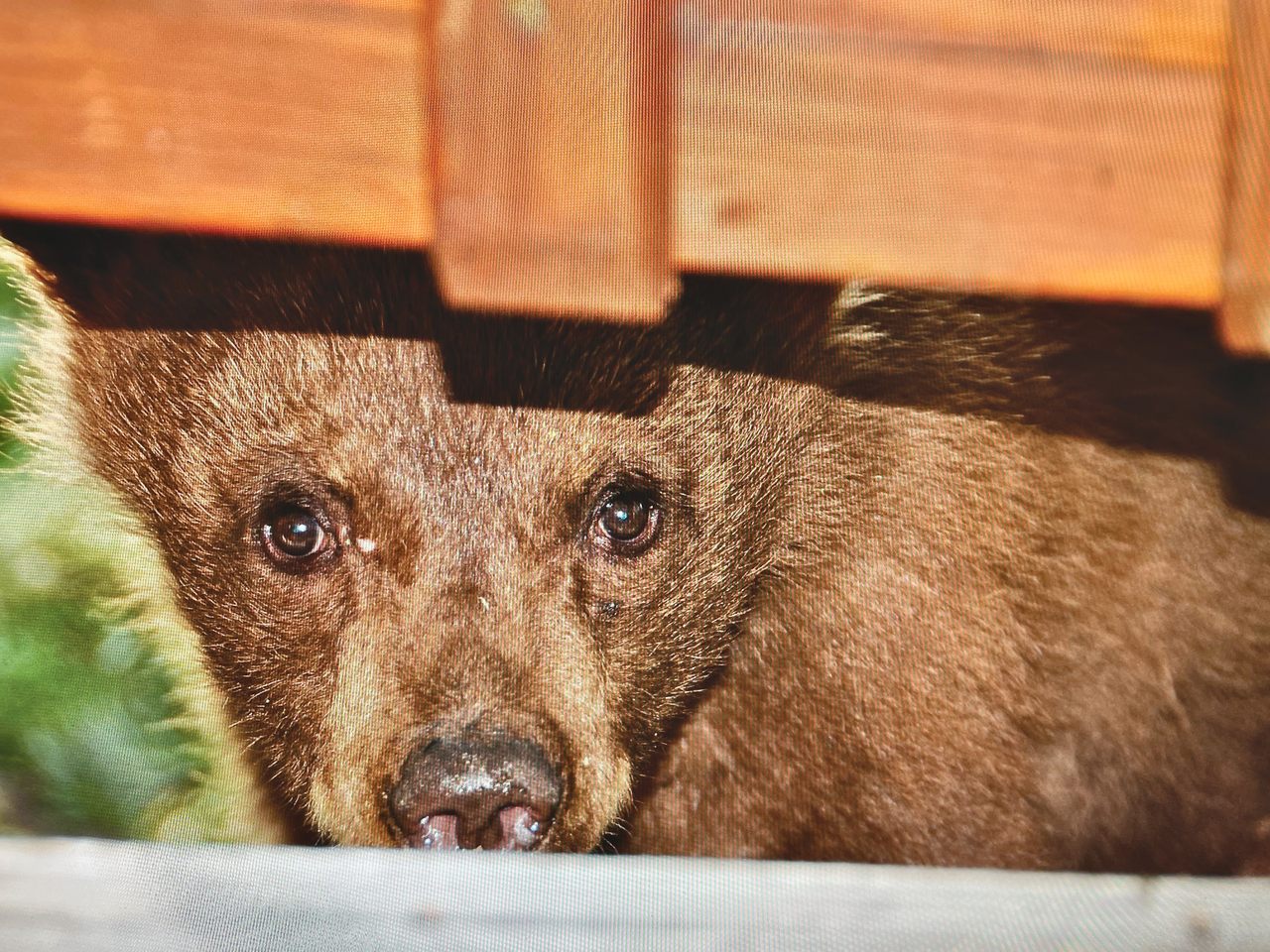 A cub peeks out from beneath a deck in Mammoth Lakes, home to a sizable population of California black bears.