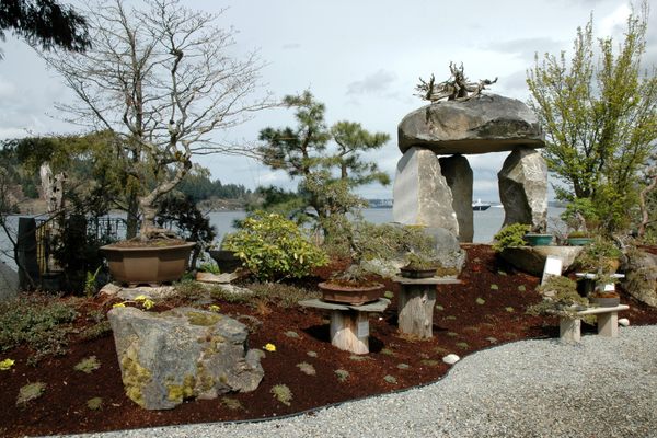 Bonsai trees and rock sculptures