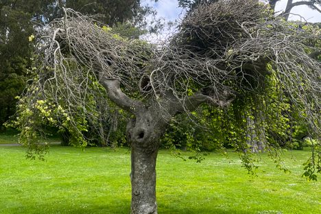 Other side of the Tree