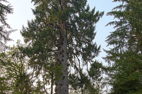 Quinault Giant Sitka Spruce
