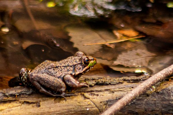 Frog at LaRue Swamp