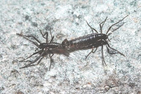 Antarctic midges are flightless and about the size of a sugar ant.