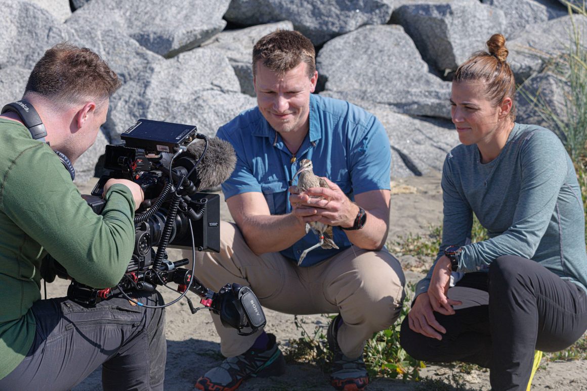 GPS-tagging whimbrels on Chiloé Island in southern Chile.