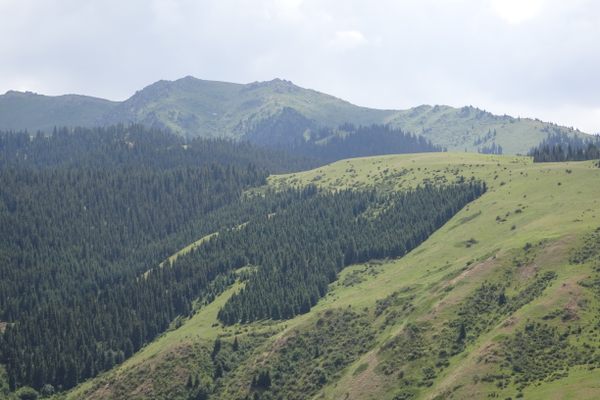 Eki-Naryn Forest Swastika.