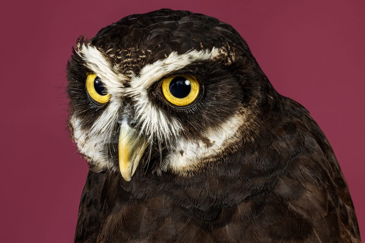 Every bird Rosen flies has its own personality. Hootbert, a 3-year-old owl, "loves kids," she says, and regularly watches TV with Rosen's family. 