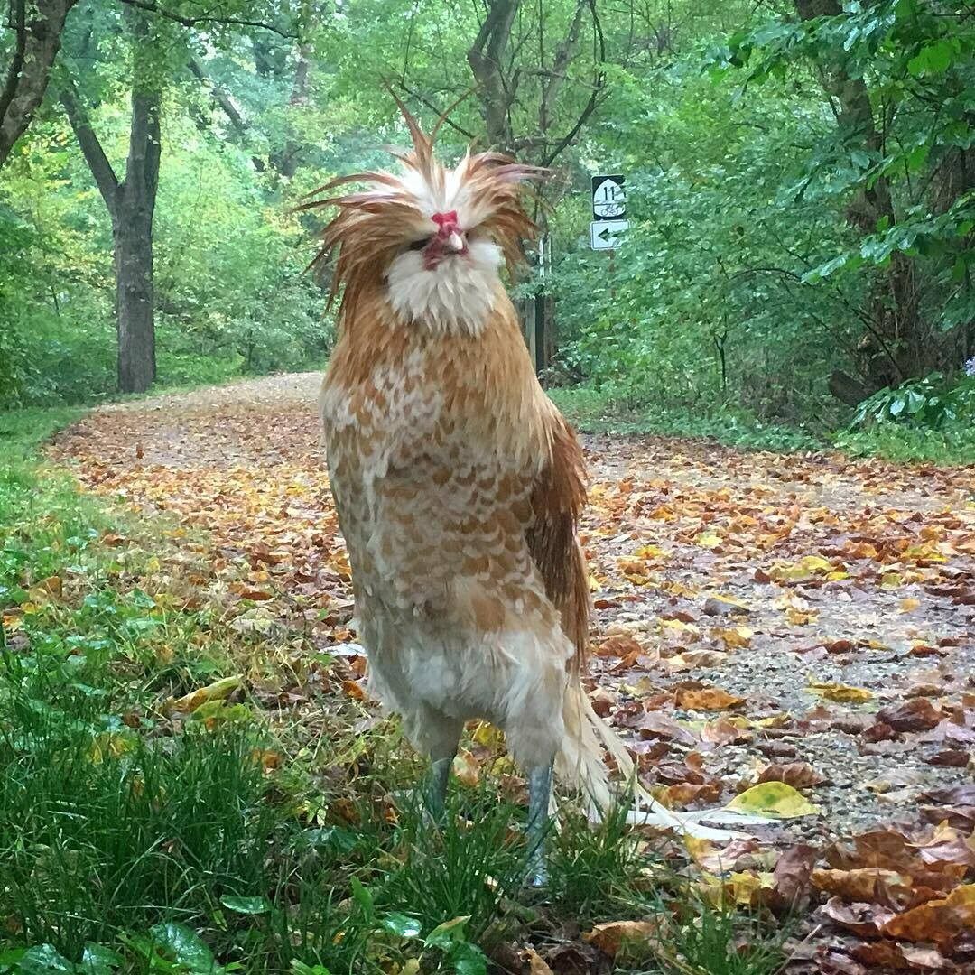 Mason struts his stuff.