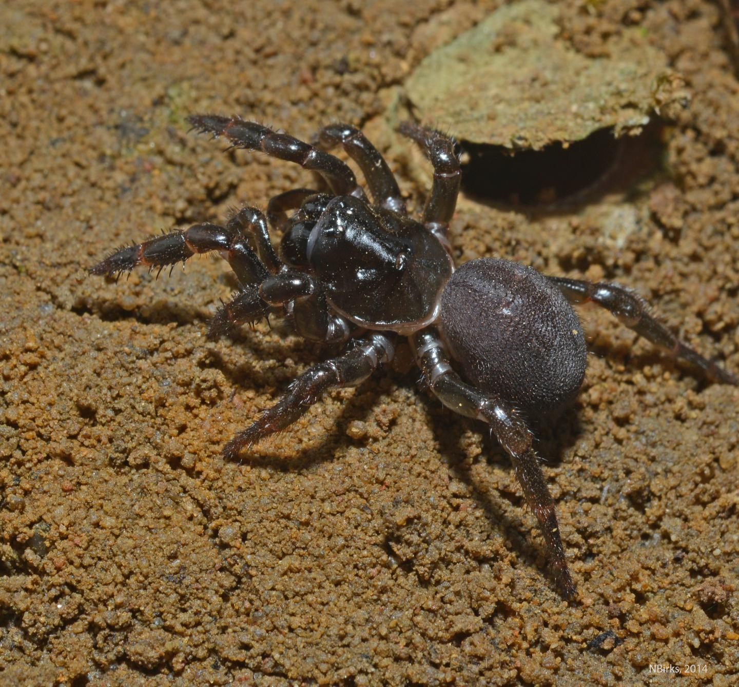 These Australian Spiders Crossed an Ocean on a Land Raft picture