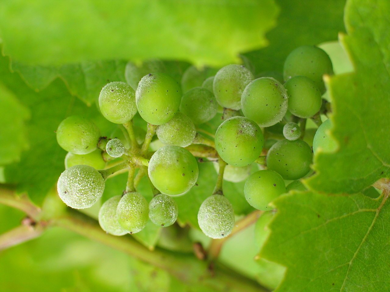Powdery mildew hurts grape (and wine) quality.
