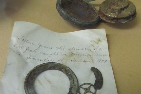 Objects of Intrigue: A Pocket Watch Swallowed by a Catfish