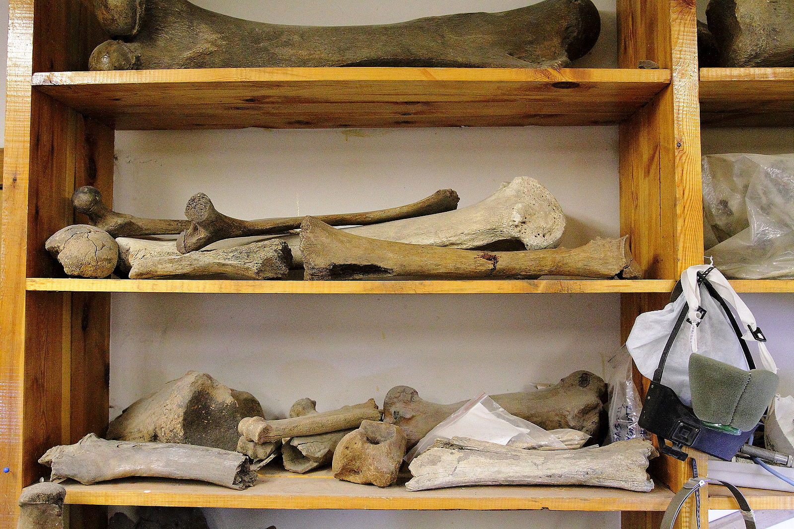 Mammoth bones in the lab at Tomsk State University.
