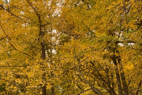 Gingko Grove
