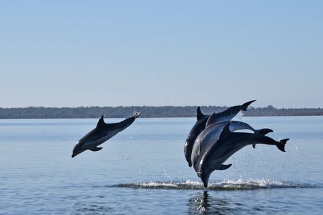 Burrunan dolphins are known to form long-term friendships. 