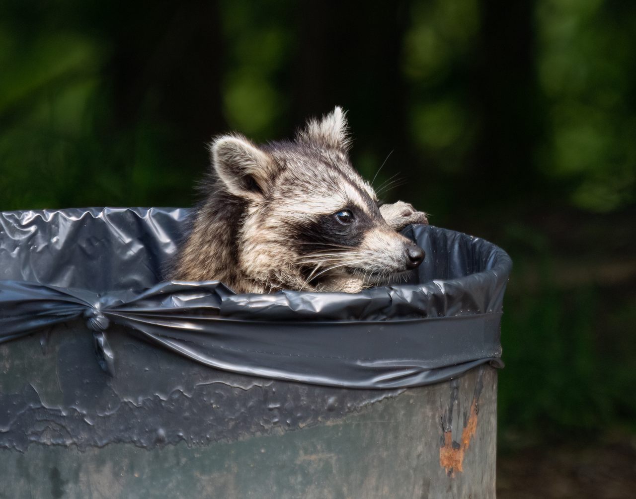 The more we try to keep raccoons out of our trash bins, the better they get at breaking in.